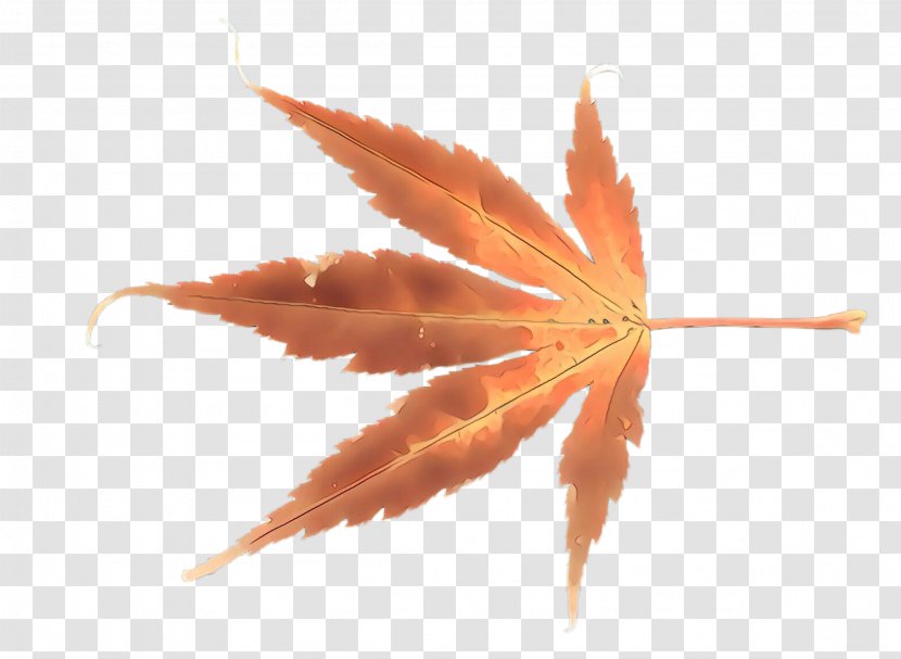 Maple Leaf - Amber - Flower Transparent PNG