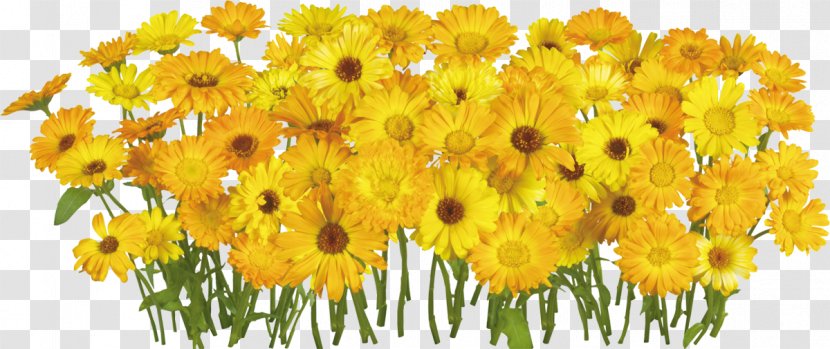 Flower Common Daisy Chrysanthemum - Family Transparent PNG