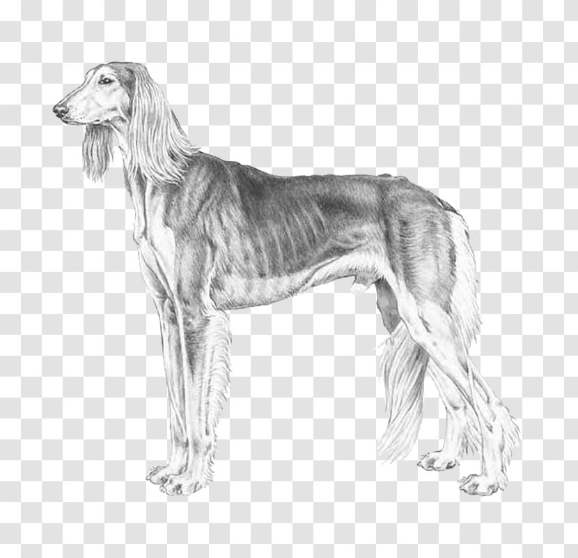 Saluki Spanish Greyhound Sloughi Borzoi - Taigan - Scottish Deerhound Transparent PNG