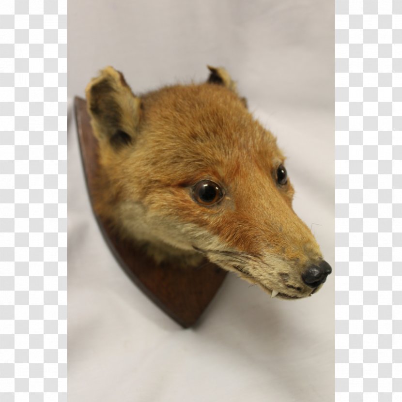 Red Fox Dhole Price Fur - Police Station - Wooden Small Stool Transparent PNG