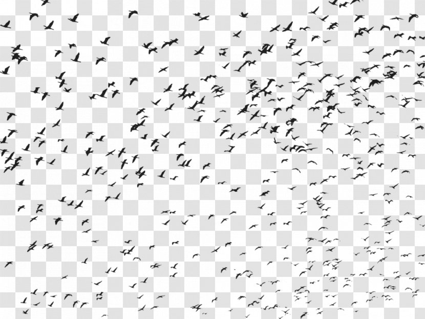 Flying Bird Background - Flock - Animal Migration Silhouette Transparent PNG
