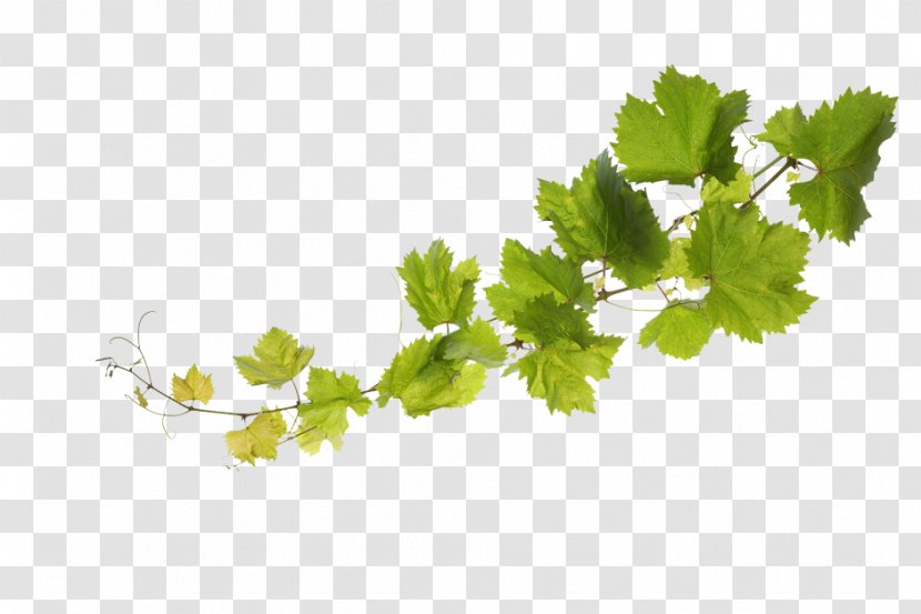 Common Grape Vine Sultana Leaves - Leaf Vegetable Transparent PNG