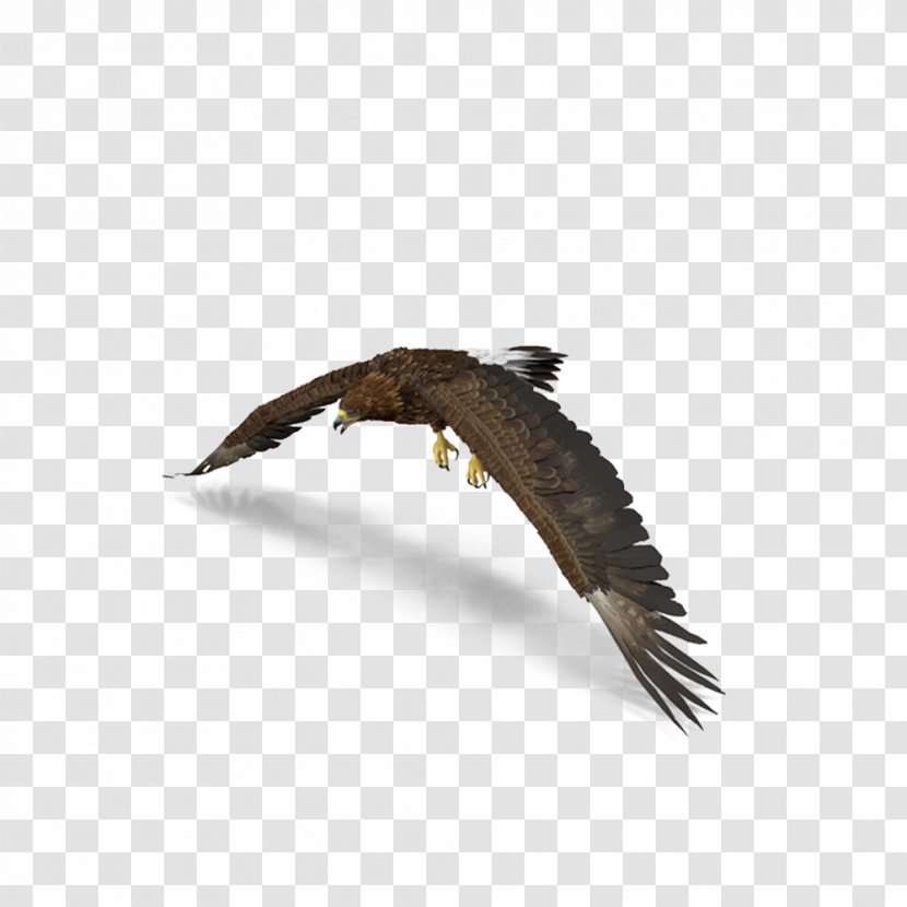 Bald Eagle Bird Hawk - Golden Wings Transparent PNG