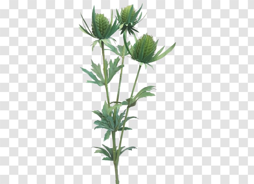 Flowering Plant Herbaceous Stem Flowerpot Subshrub - Tree - Flower Transparent PNG