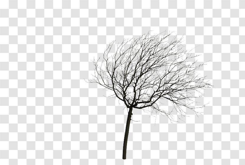 Twig Tree Animation Wind Root - Plant Stem Transparent PNG