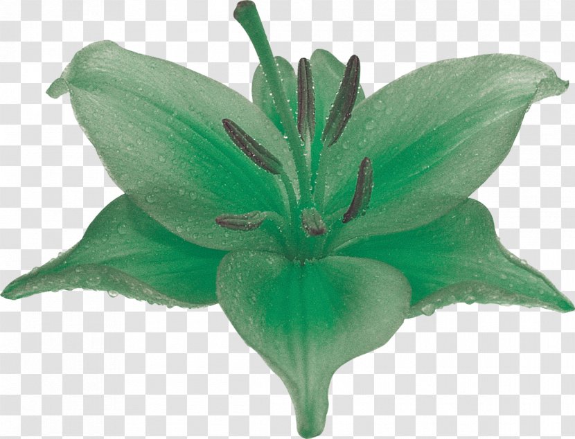 Lilium Flower Photography Plant Green - Heart - Lily Transparent PNG
