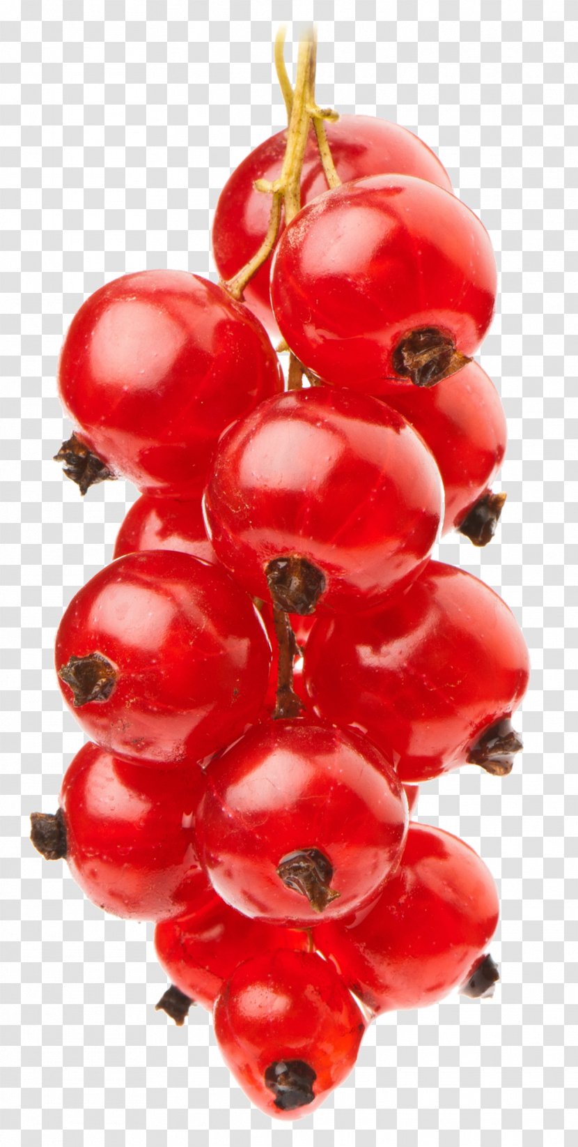 Cranberry Eurofruit Vegetable - Customer Transparent PNG