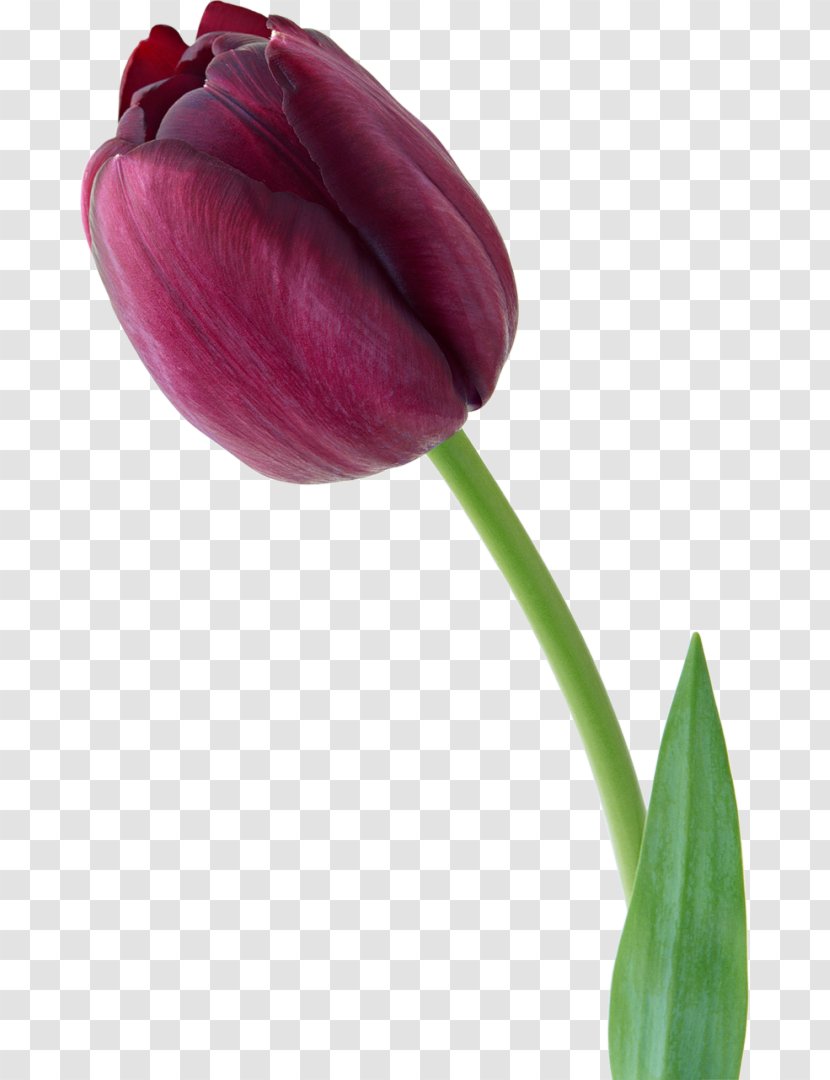 Tulip Flower Violet - Petal Transparent PNG