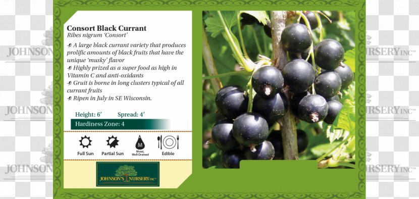 Blackcurrant Cultivar Redcurrant Shrub Red Raspberry - Seed Transparent PNG