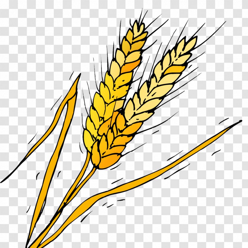 Emmer Clip Art Yellow Corn Plant Stem - Bandolier Illustration Transparent PNG