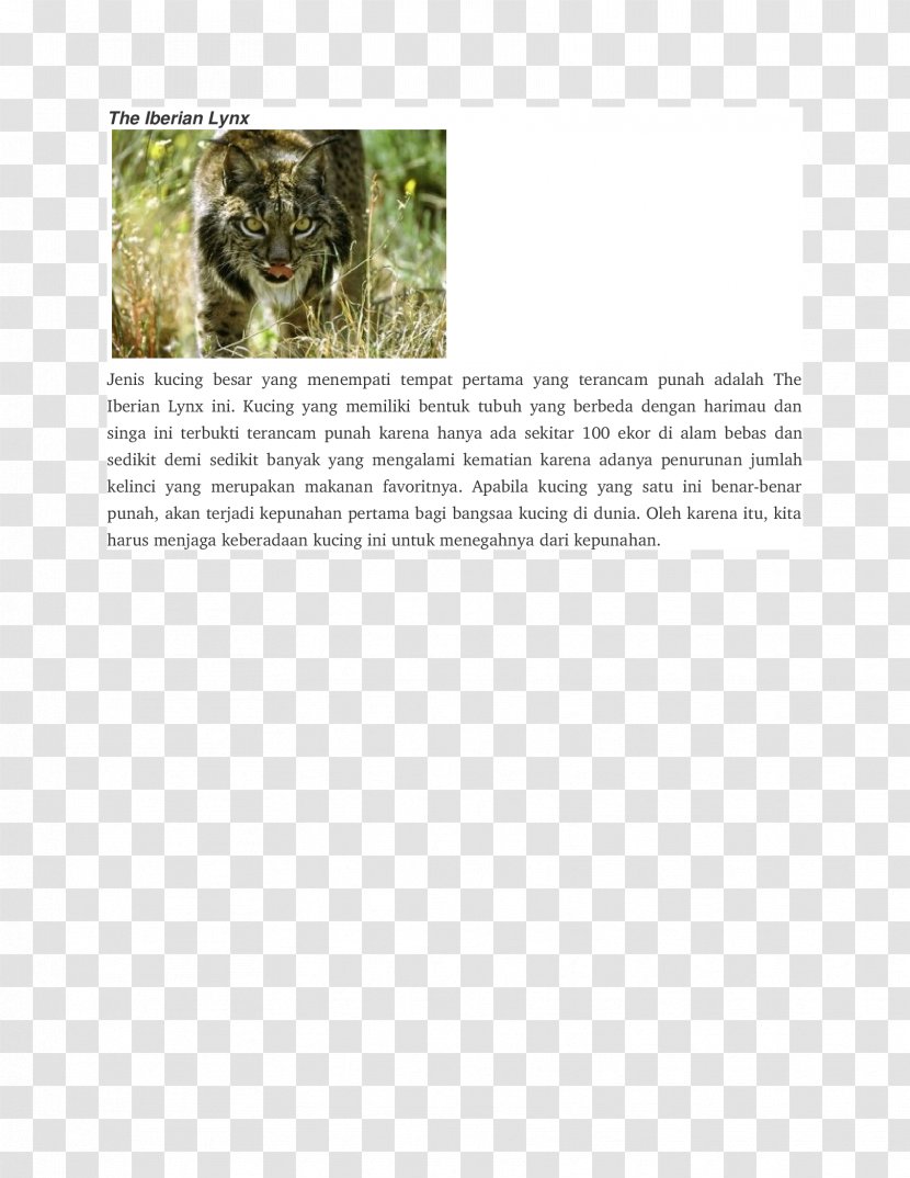 Mammal Dog Iberian Lynx Animal Carnivora - Wildlife Transparent PNG