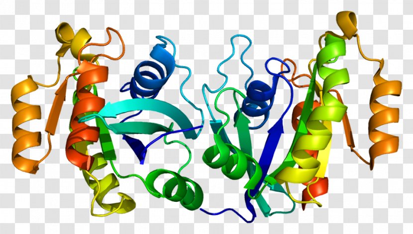 RAB11A RAB11B Protein RAB25 - Tree - Melanosome Transparent PNG