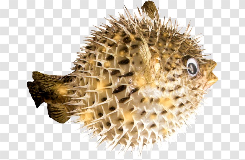 Sea Urchin Honeycomb Cowfish Clip Art - Fish Transparent PNG