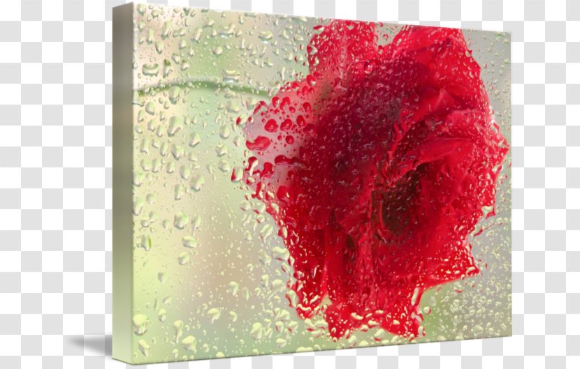 Cut Flowers Floral Design Light Floristry - Rose Leslie Transparent PNG
