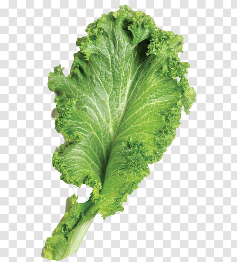 Leaf Brassica Juncea Vegetable - Romaine Lettuce - Mustard Greens Transparent PNG