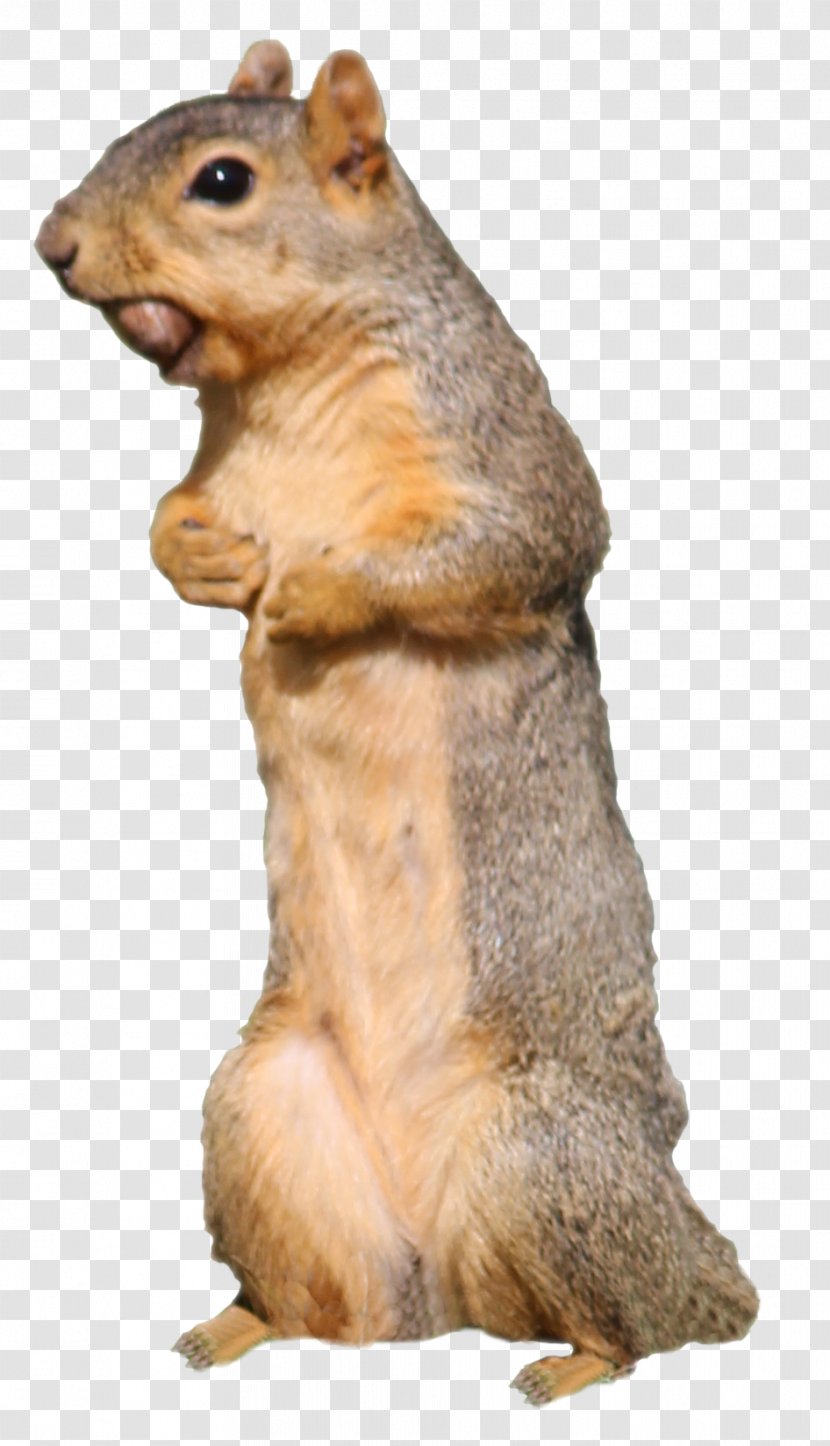 Fox Squirrel Chipmunk 02021 Animal - Fauna - Sky Transparent PNG