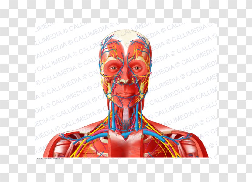Head And Neck Anatomy Nerve Anterior Triangle Of The Blood Vessel - Tree Transparent PNG