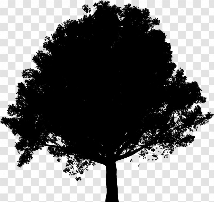 Black & White - Tree - M Silhouette Leaf Sky Transparent PNG