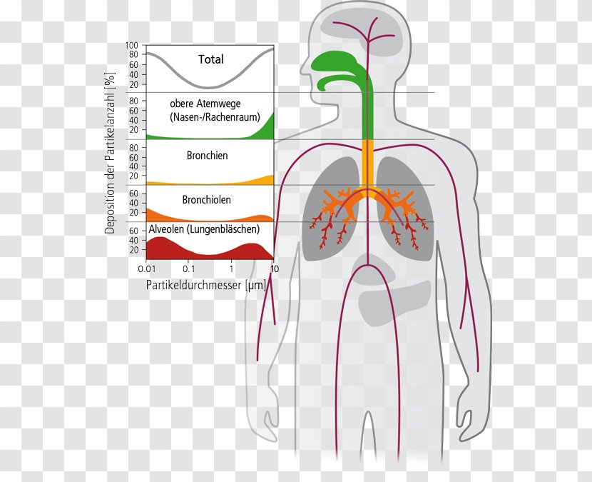 Shoulder Homo Sapiens Diagram - Heart - Design Transparent PNG