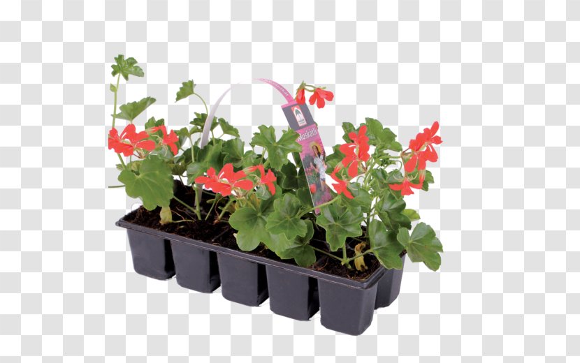 Ivy Geranium Houseplant Flowerpot Annual Plant - Musk Flower Transparent PNG