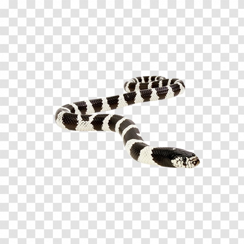 Snake Vipers Reptile Anaconda King Cobra - Boinae Transparent PNG