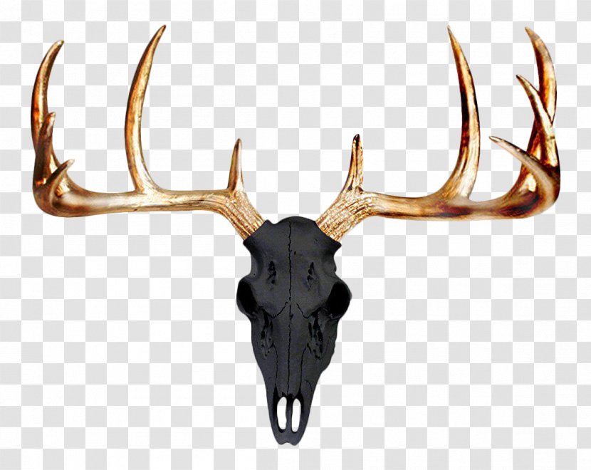 Mule Deer Antler Wall Skull Transparent PNG