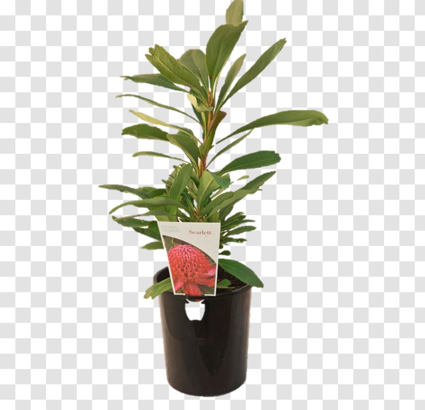 Leaf Flowerpot Evergreen Shrub Plant Stem Transparent PNG