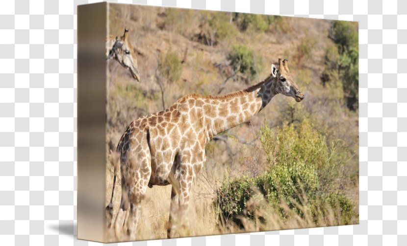 Giraffe National Park Savanna Fauna Transparent PNG