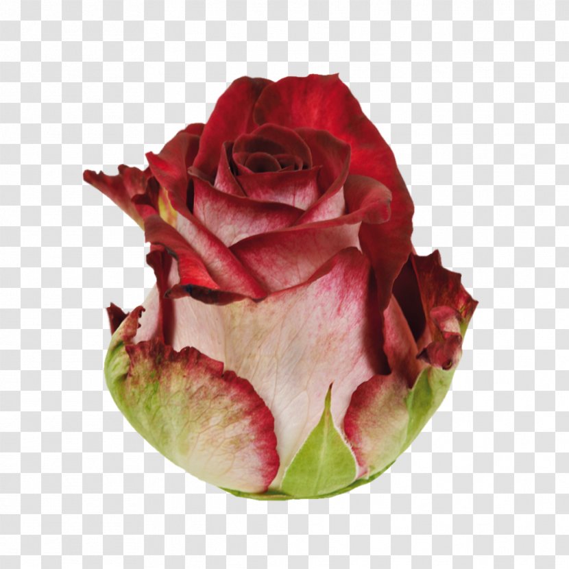 Garden Roses Cabbage Rose Cut Flowers Petal - Roza Transparent PNG