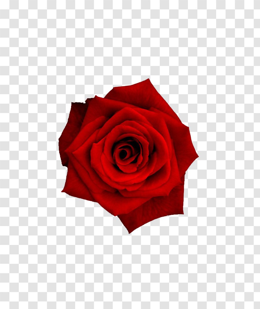 Flower Rose Petal - Garden Roses - Red Transparent PNG
