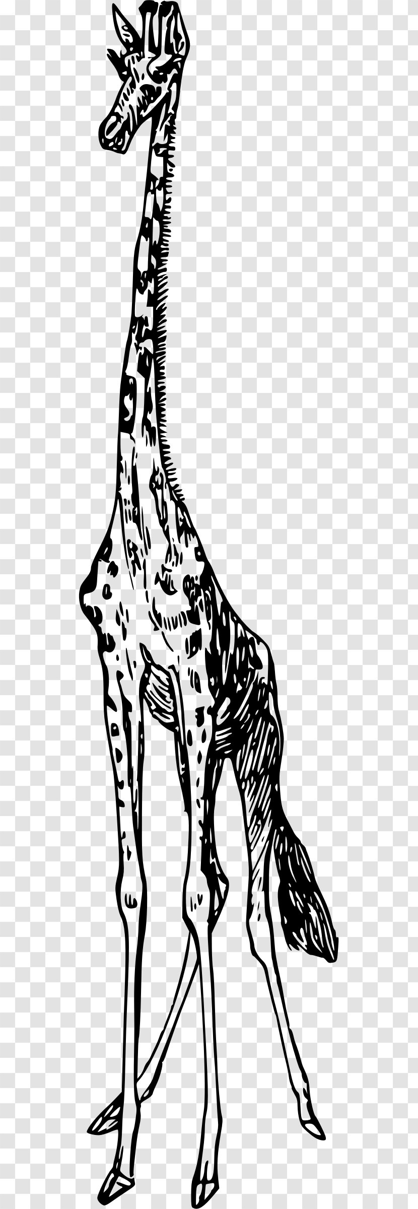 Giraffe Clip Art - Tail - Monkey Transparent PNG