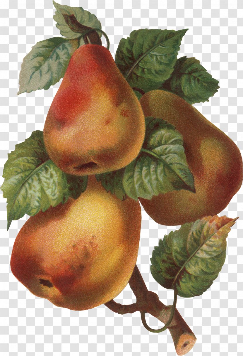 Pear Photography Clip Art - Fruit Transparent PNG