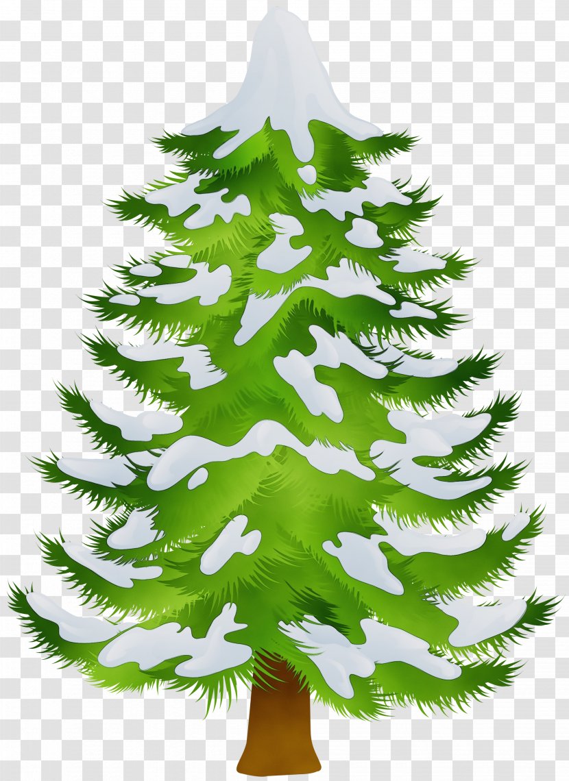 Christmas Black And White - Shishir - Cypress Family Houseplant Transparent PNG