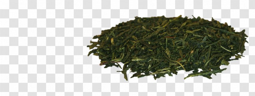 Nilgiri Tea Gyokuro Leaf Vegetable Plant - Oolong - Japanese Transparent PNG