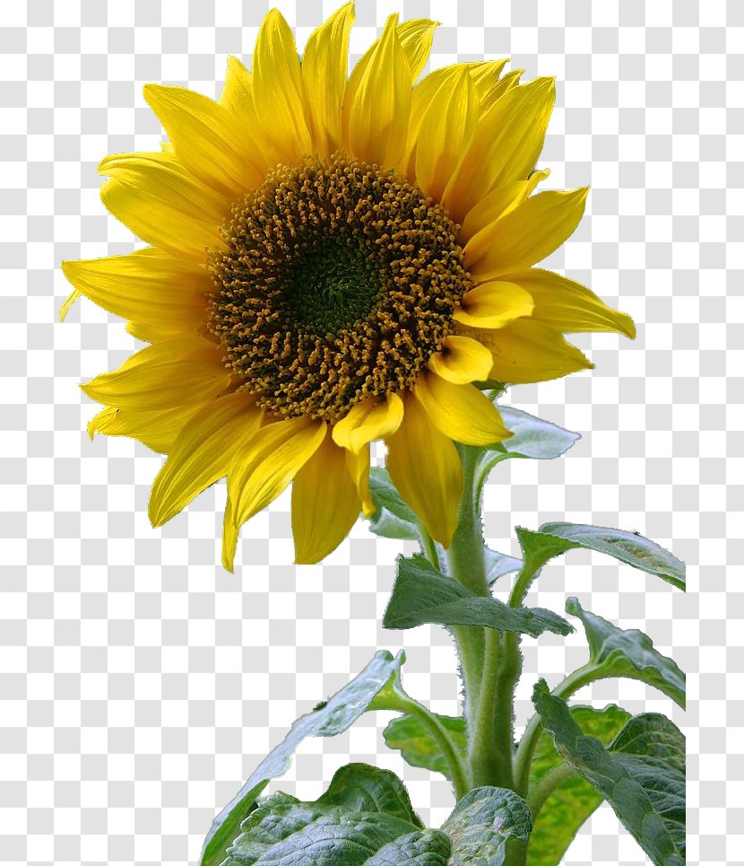 Common Sunflower Desktop Wallpaper - Flower Transparent PNG