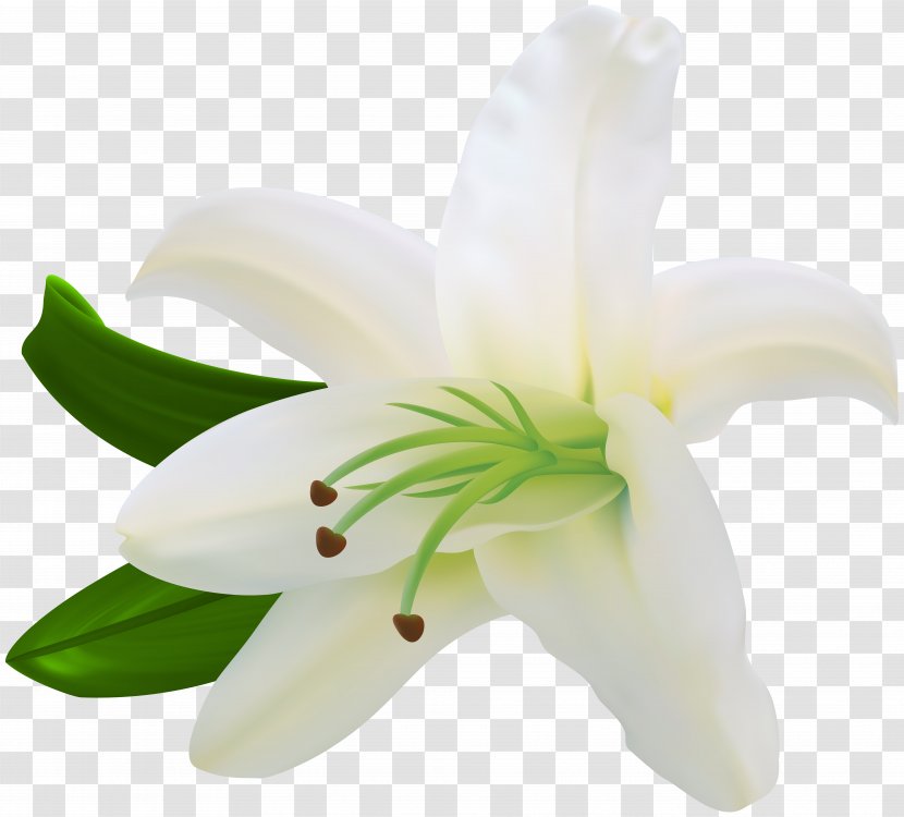 Lilium Flower White Letter - Yellow - Transparent Clip Art Transparent PNG