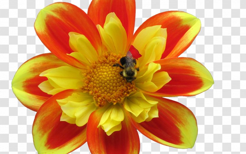 Honey Bee Apidae Nectar Dahlia - Yellow - Bees Are Collecting Transparent PNG
