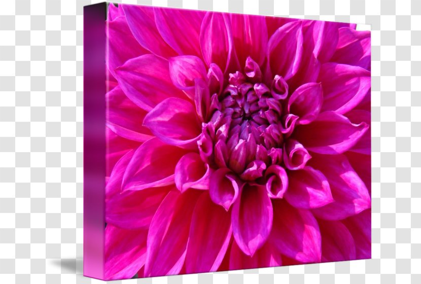 Dahlia Chrysanthemum Aster Cut Flowers Petal - Purple - Flower Posters Transparent PNG