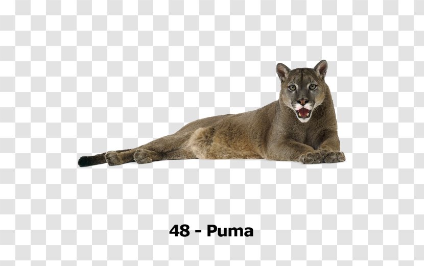 Cougar Lion Cat Felidae Tiger - Whiskers Transparent PNG