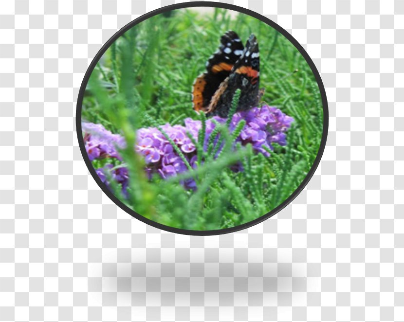 Insect Purple Herb Flower Membrane - Pollinator Transparent PNG