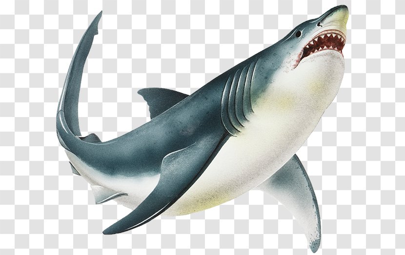 Great White Shark Shark: In Peril The Sea Isurus Oxyrinchus - Requiem - Sharks Transparent PNG