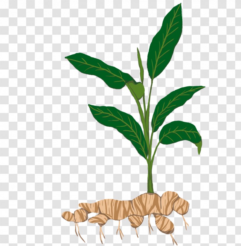 Tuber Tapioca Plant Stem Sowing - Bit - Ginger Transparent PNG