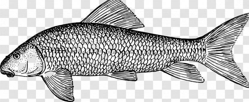 Whitefish Tuna Clip Art - Black And White - Carp Clipart Transparent PNG