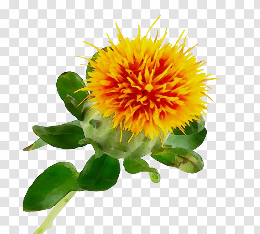 Flower Plant Yellow Safflower Petal - Wildflower Herbaceous Transparent PNG