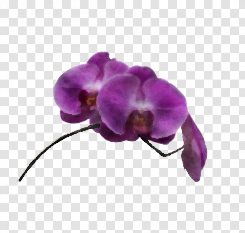 Violet Purple Flower Moth Orchid Petal Transparent PNG
