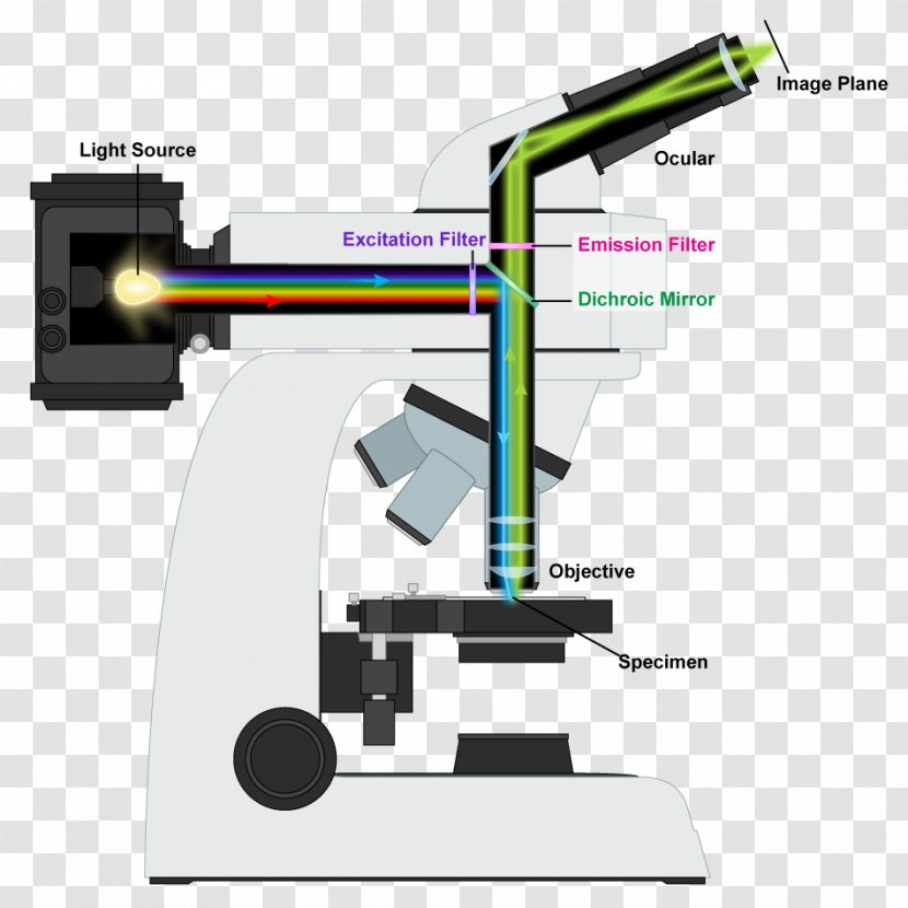 Light Fluorescence Microscope Optical - Instrument Transparent PNG