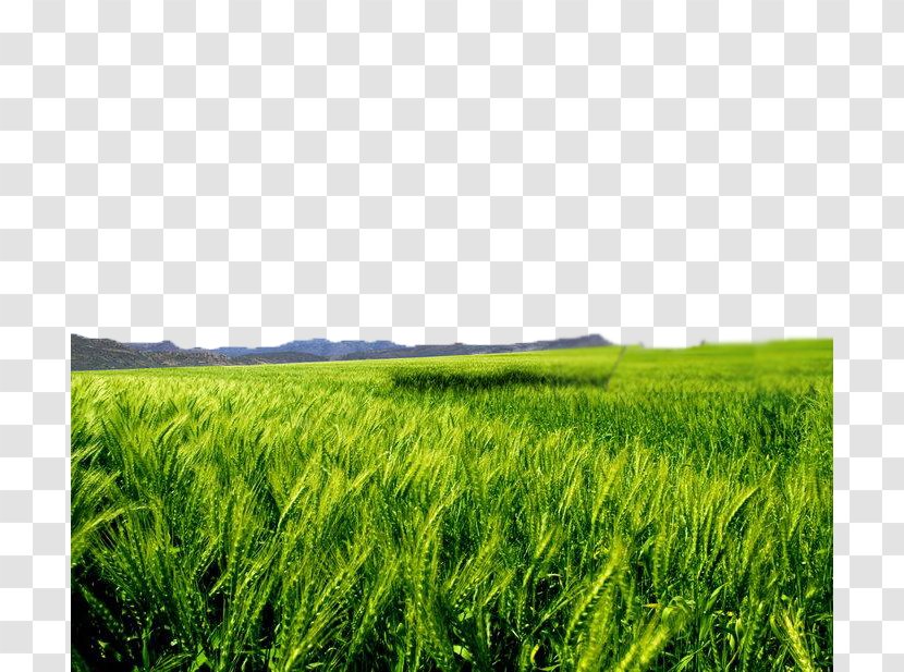 Lawn Sky Tree Blue Landscape - Wind Shakes The Barley Transparent PNG