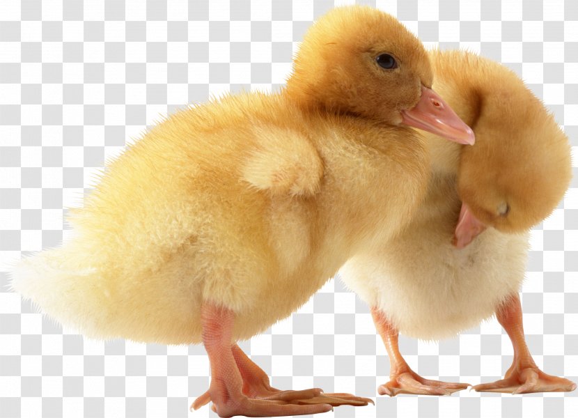 American Pekin Call Duck - Ducks Geese And Swans - Image Transparent PNG
