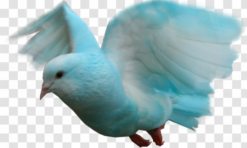 Rock Dove Columbidae - Organism - DOVE Transparent PNG