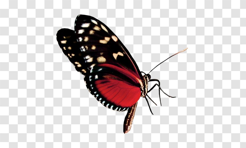 Monarch Butterfly Banya Cosmetics Nail Transparent PNG